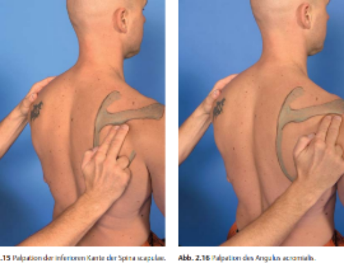 MEDIZINISCHE GRUNDLAGEN/PAKET 3 PLUS ANATOMIE IN VIVO